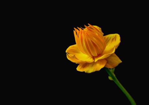 Focus Stacked Trollius by Annette. Black background added later by Kevin.
